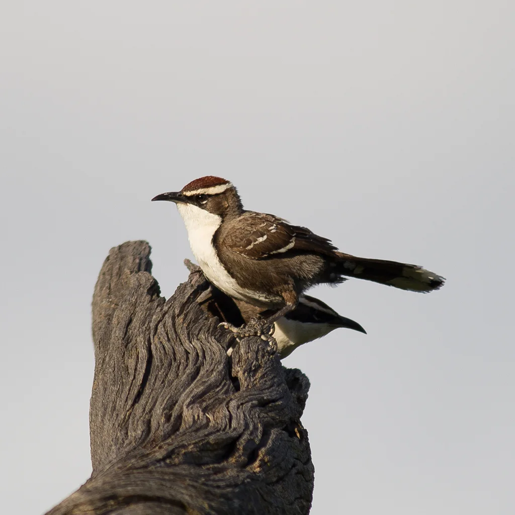 栗冠弯嘴鹛(Pomatostomus ruficeps)
