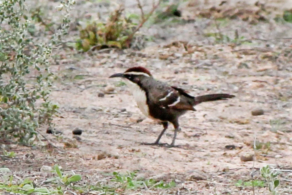栗冠弯嘴鹛(Pomatostomus ruficeps)