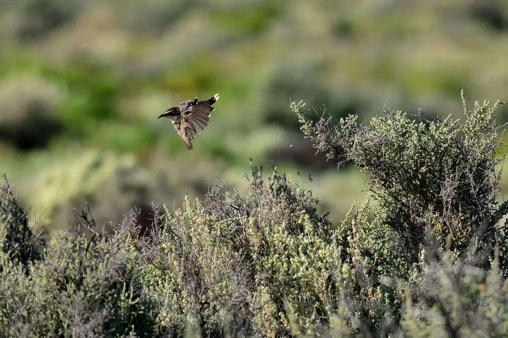 栗冠弯嘴鹛(Pomatostomus ruficeps)