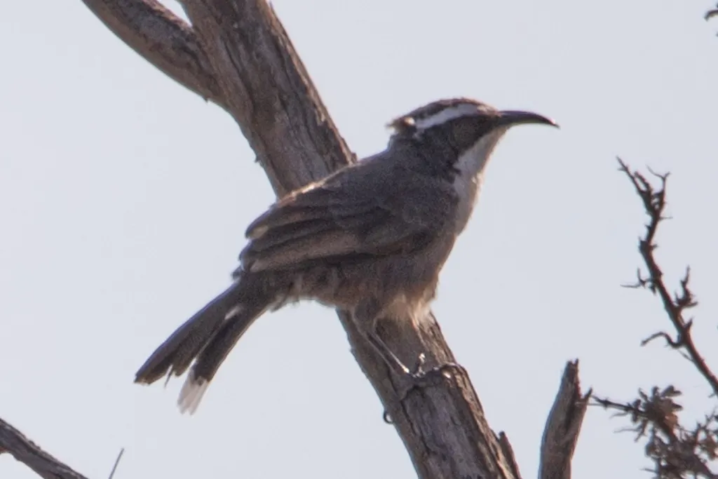 白眉弯嘴鹛(Pomatostomus superciliosus)