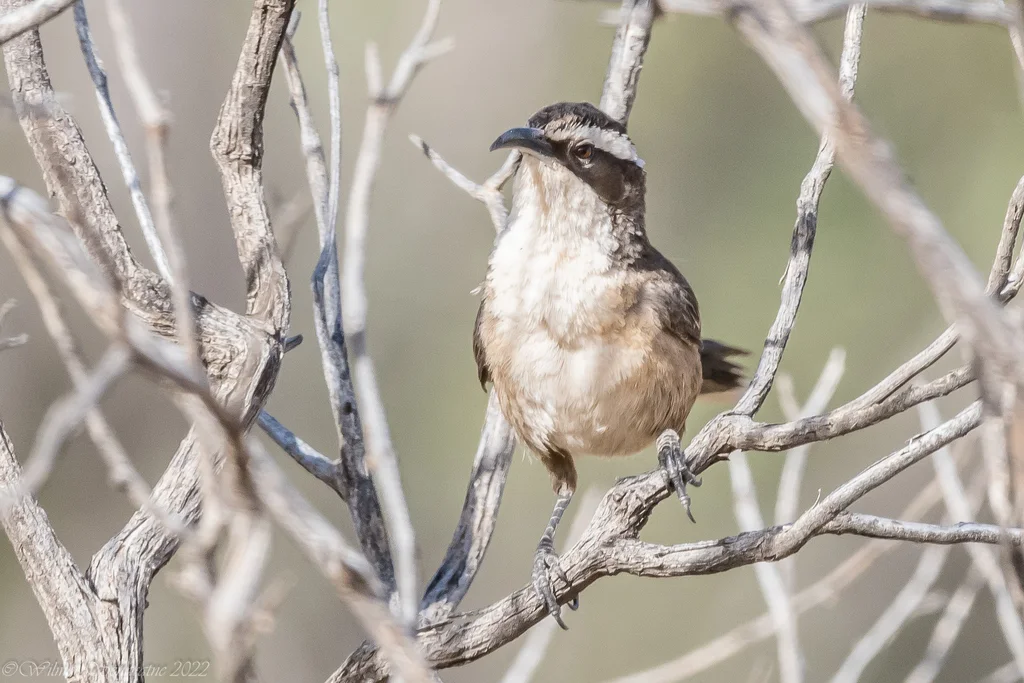 白眉弯嘴鹛(Pomatostomus superciliosus)