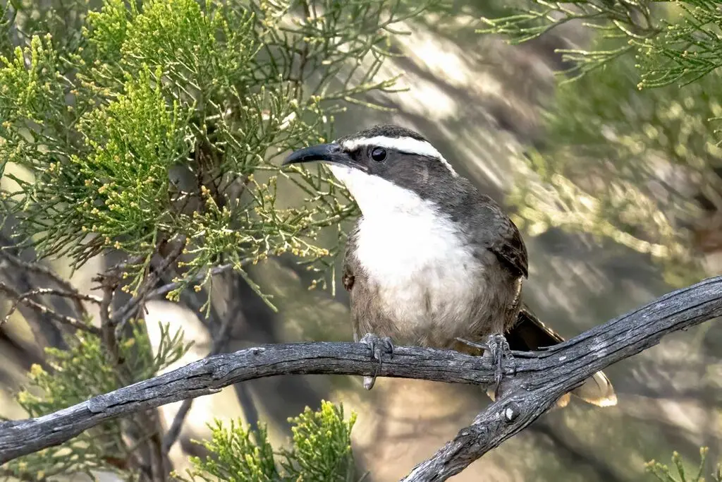 白眉弯嘴鹛(Pomatostomus superciliosus)
