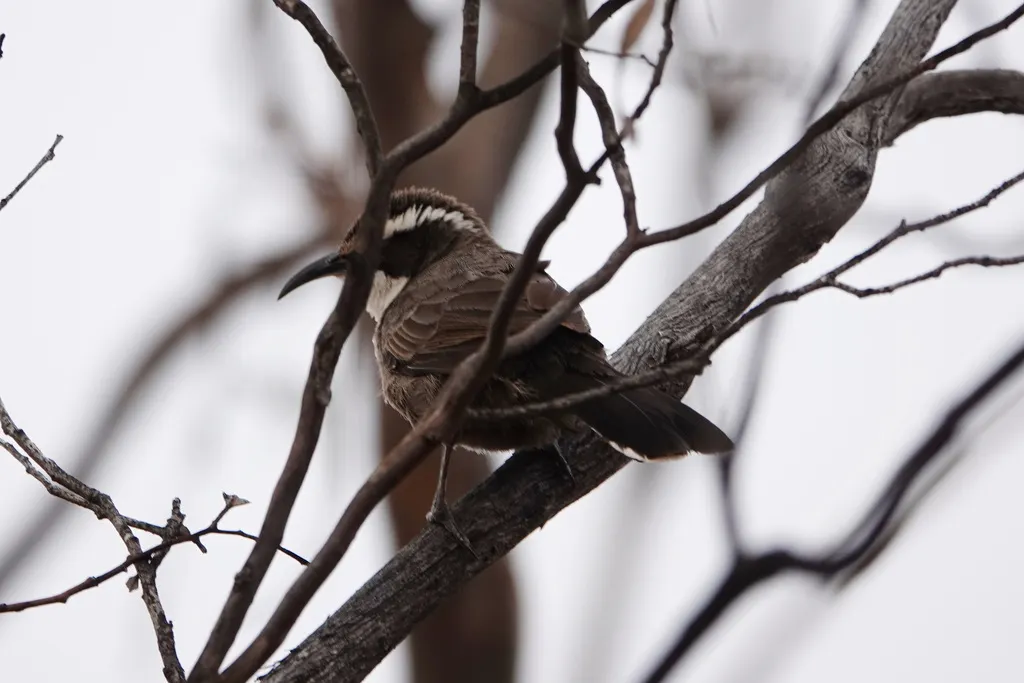 白眉弯嘴鹛(Pomatostomus superciliosus)