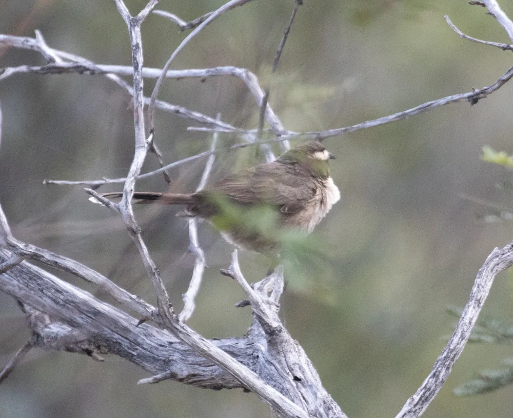 白眉弯嘴鹛(Pomatostomus superciliosus)