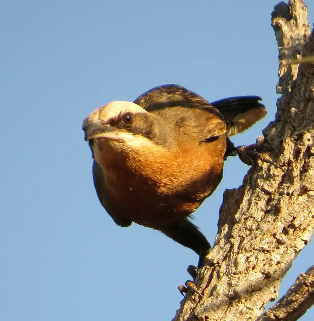 灰冠弯嘴鹛(Pomatostomus temporalis)