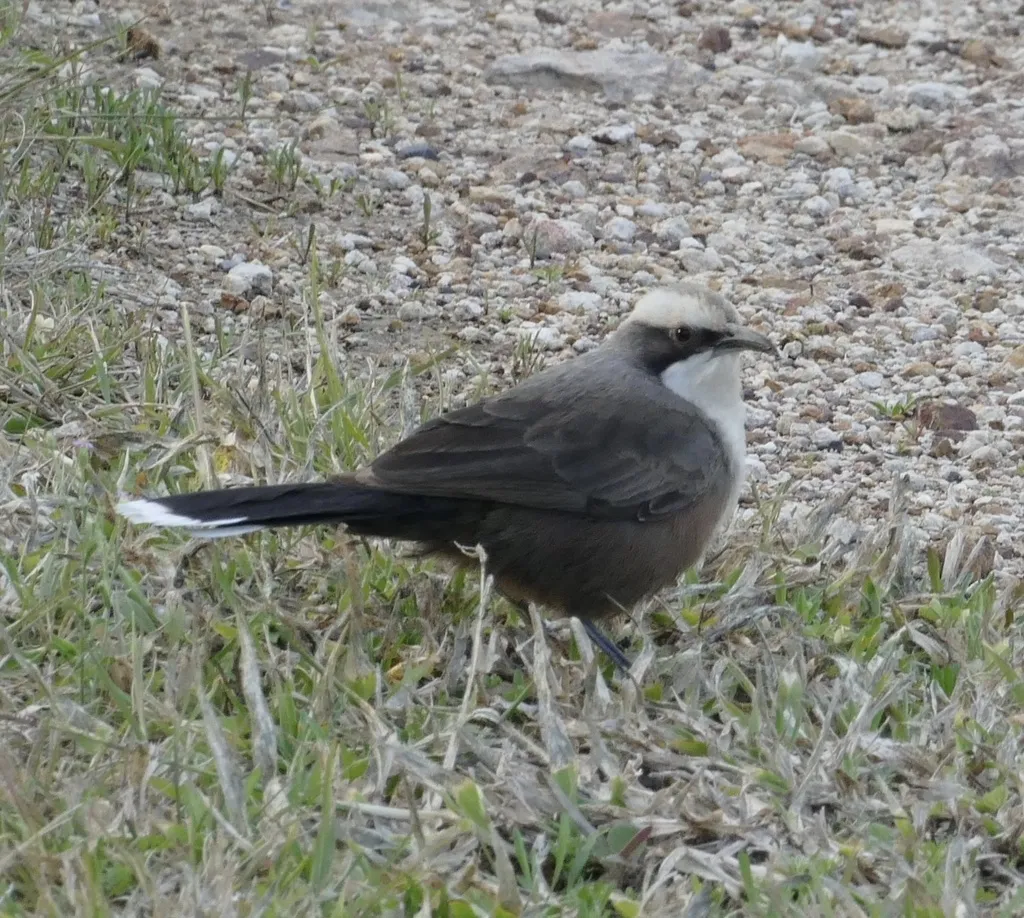 灰冠弯嘴鹛(Pomatostomus temporalis)