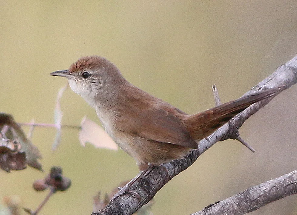 刺蝗莺(Poodytes carteri)