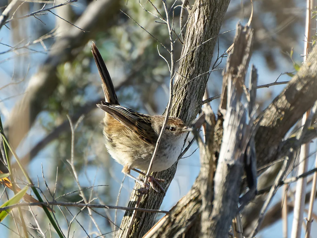 姬蝗莺(Poodytes gramineus)