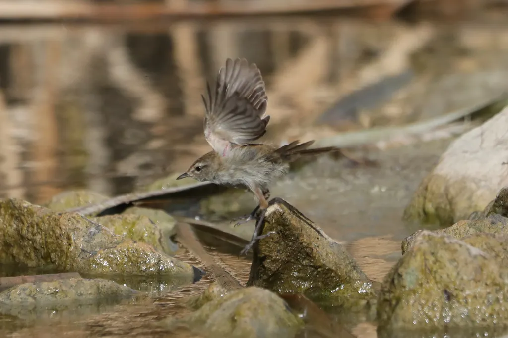 姬蝗莺(Poodytes gramineus)