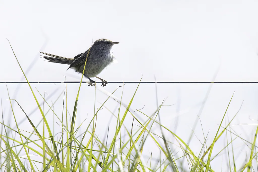 姬蝗莺(Poodytes gramineus)