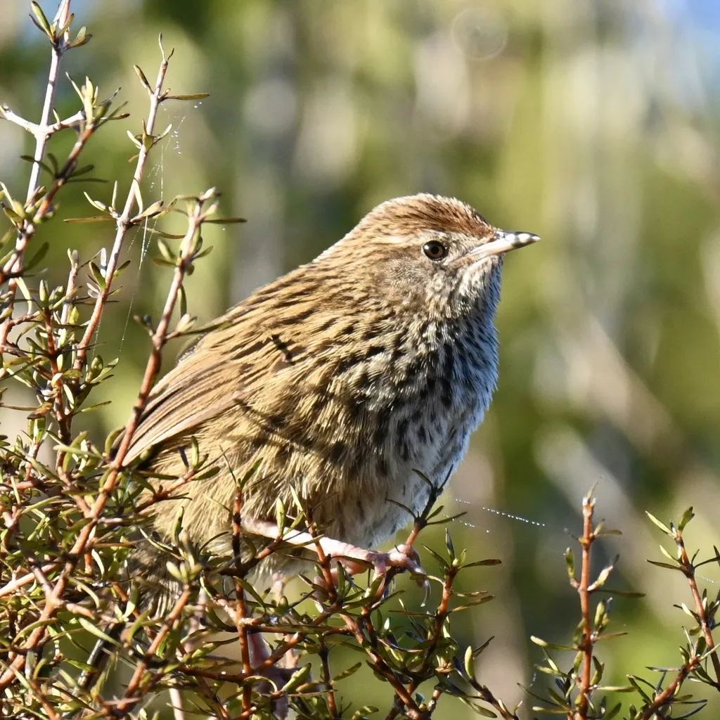 新西兰蝗莺(Poodytes punctatus)