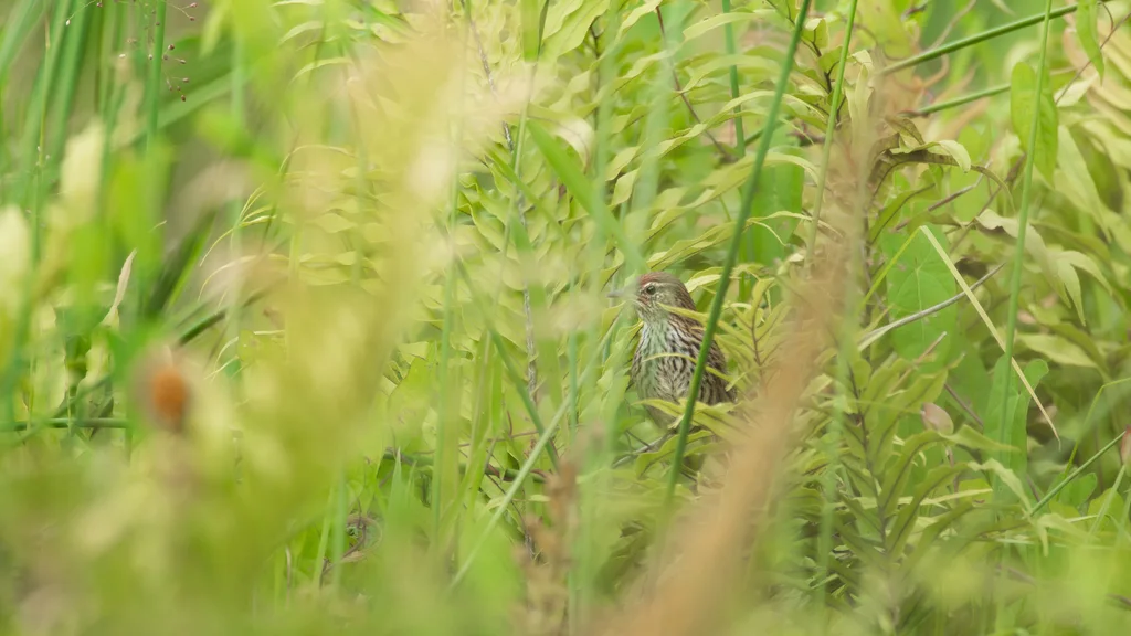 新西兰蝗莺(Poodytes punctatus)