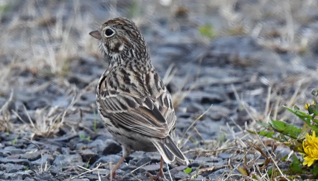 栗肩雀鹀(Pooecetes gramineus)