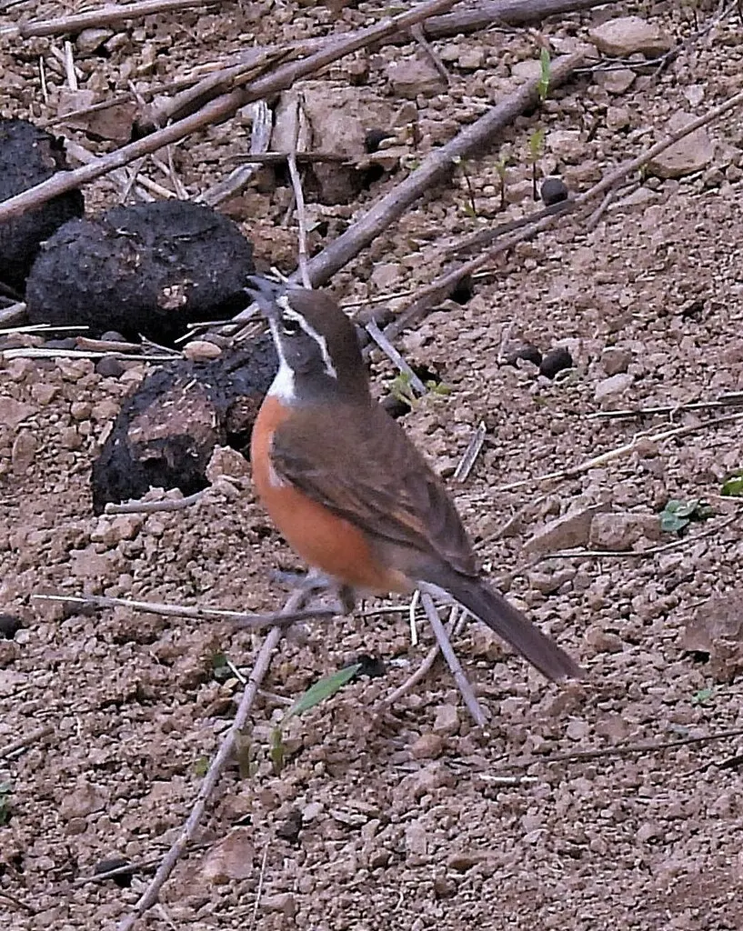 玻利维亚歌鹀(Poospiza boliviana)