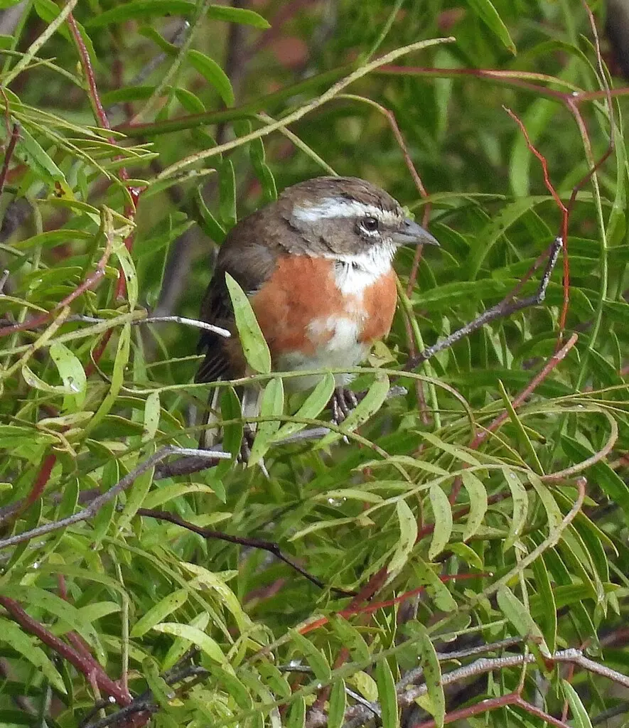 玻利维亚歌鹀(Poospiza boliviana)
