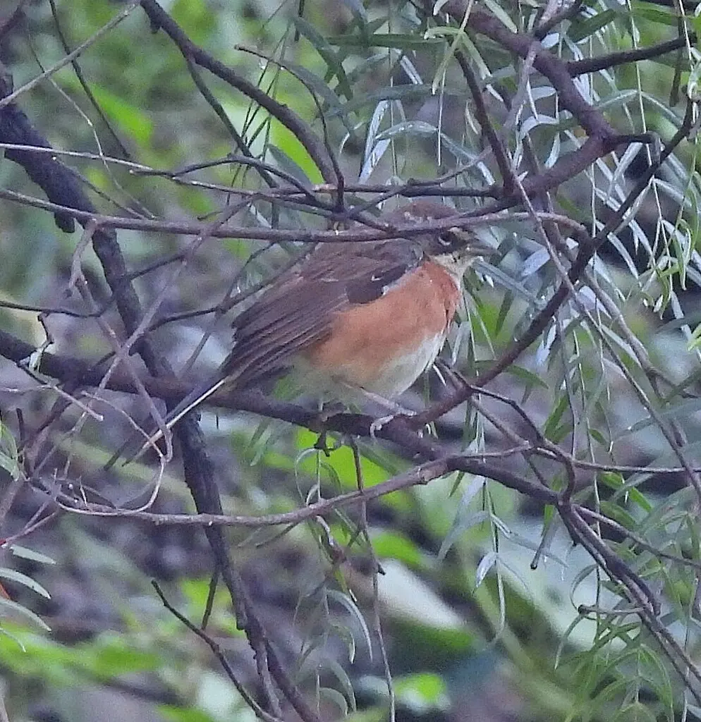 玻利维亚歌鹀(Poospiza boliviana)