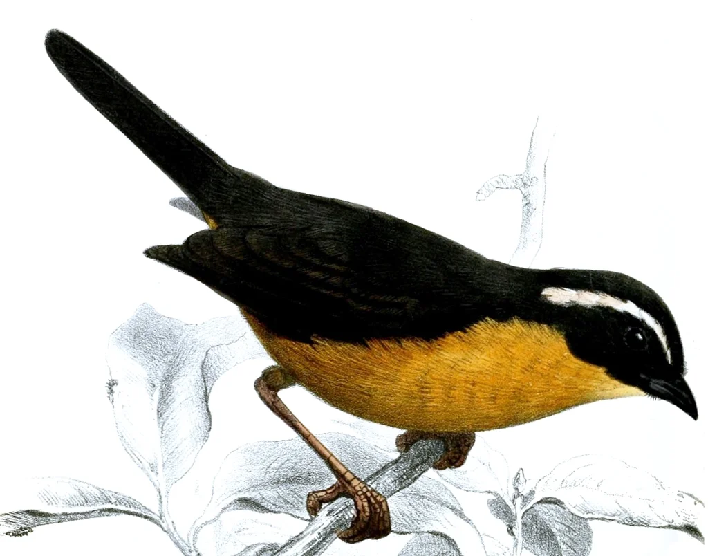 灰背拟雀(Poospiza goeringi)