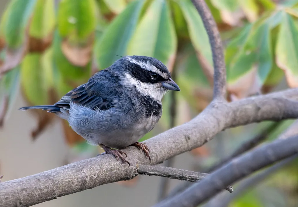 领歌鹀（Poospiza hispaniolensis）