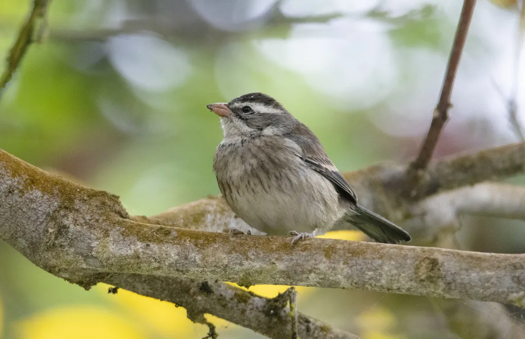 领歌鹀（Poospiza hispaniolensis）