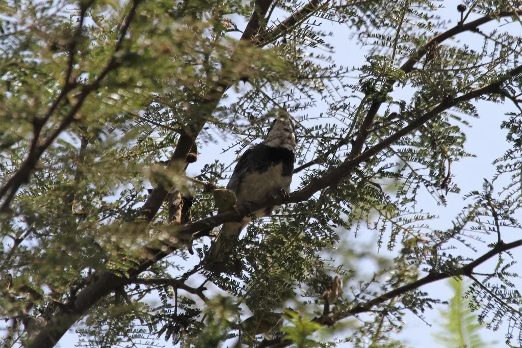 领歌鹀（Poospiza hispaniolensis）
