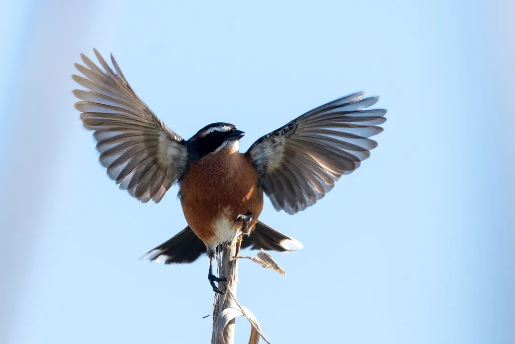 棕黑歌鹀(Poospiza nigrorufa)
