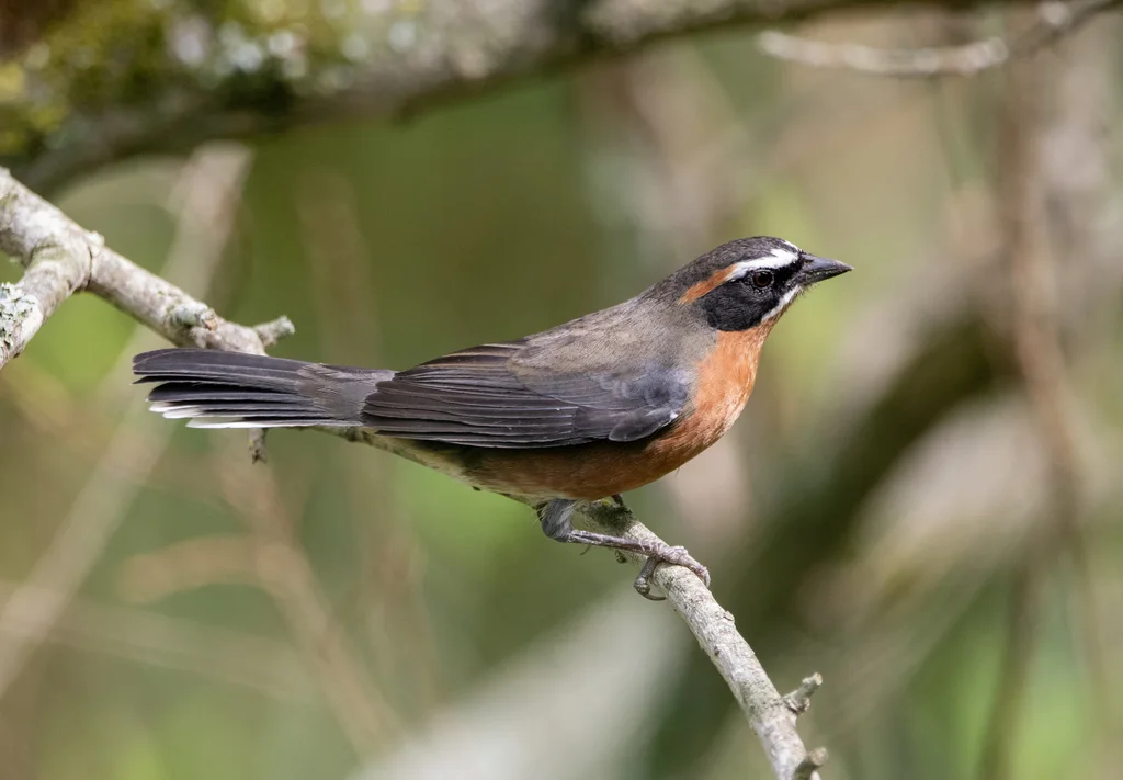 棕黑歌鹀(Poospiza nigrorufa)