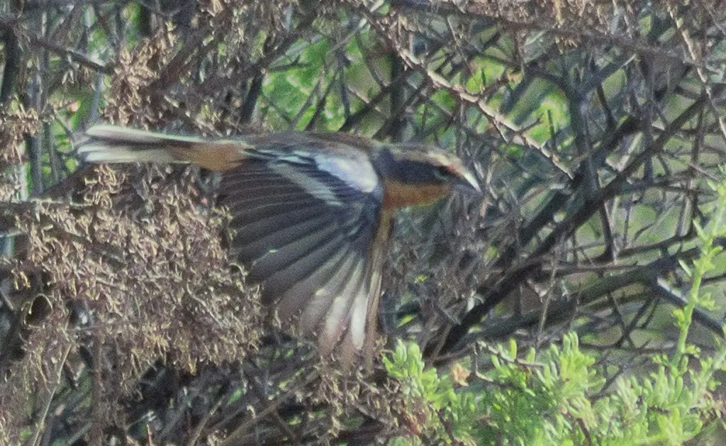 桂红歌鹀（Poospiza ornata）