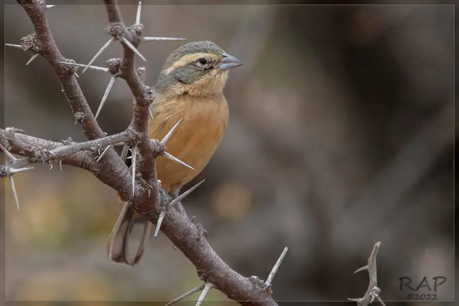 桂红歌鹀（Poospiza ornata）
