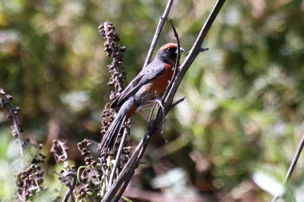 棕胸歌鹀(Poospiza rubecula)