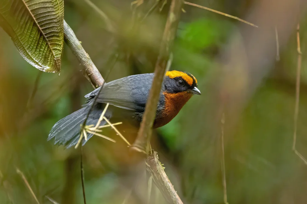 棕眉拟雀（Poospiza rufosuperciliaris）