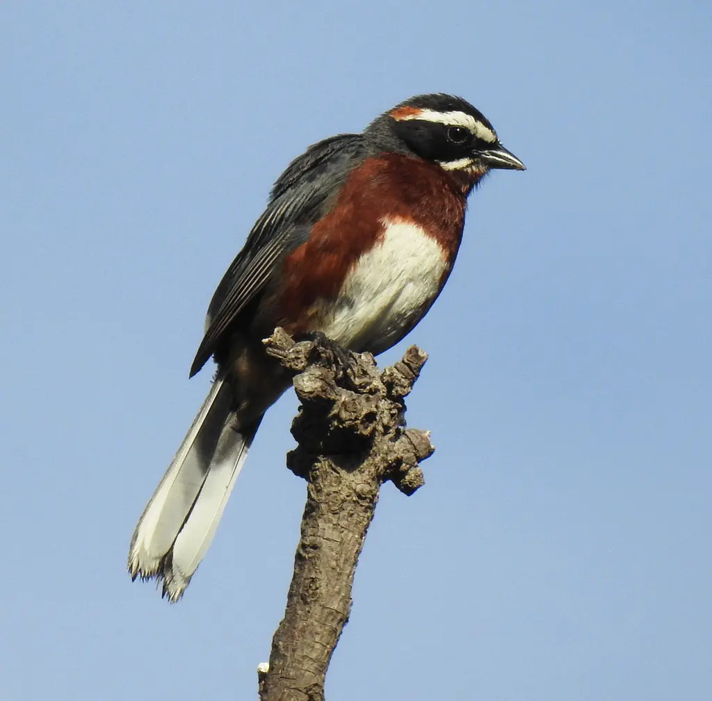 黑栗歌鹀(Poospiza whitii)
