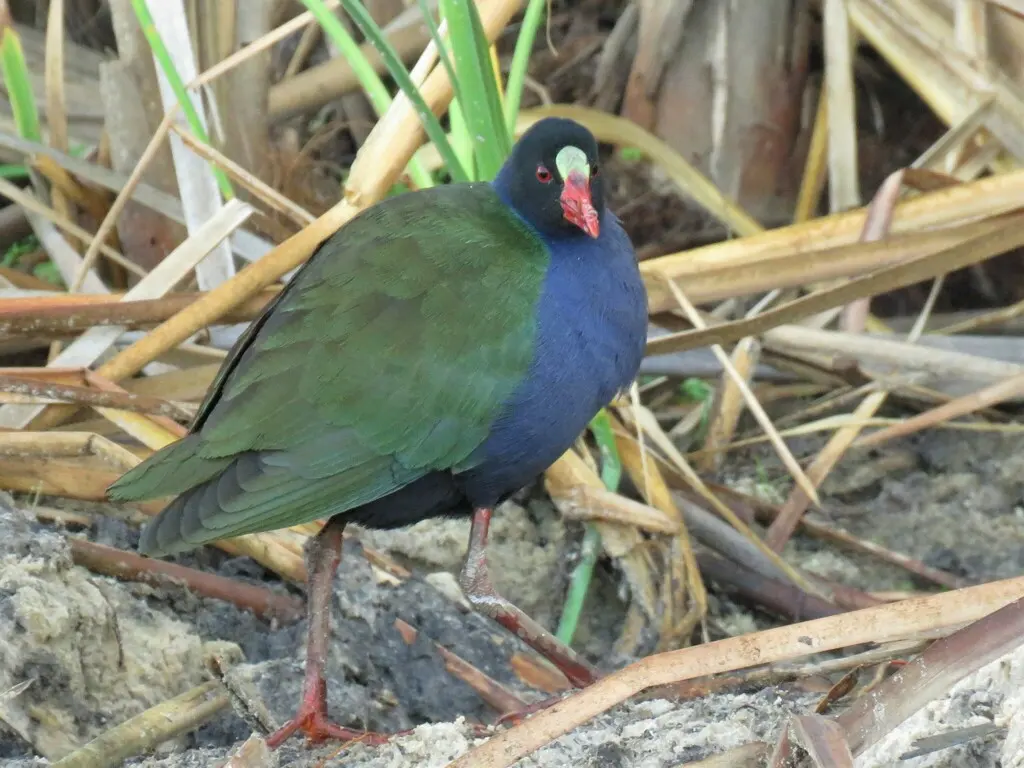 辉青水鸡(Porphyrio alleni)