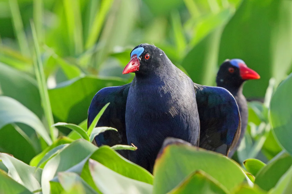 辉青水鸡(Porphyrio alleni)