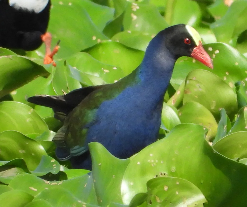 辉青水鸡(Porphyrio alleni)