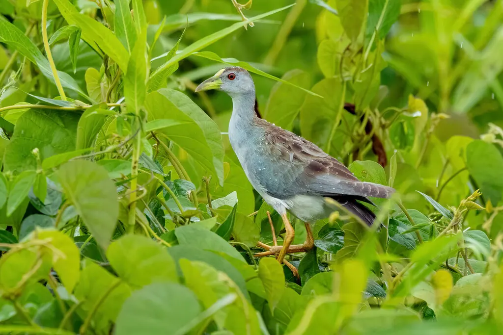 淡青水鸡(Porphyrio flavirostris)