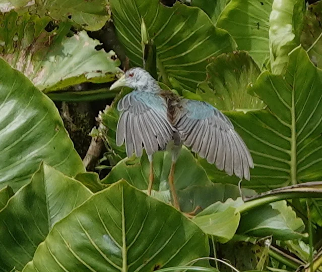 淡青水鸡(Porphyrio flavirostris)