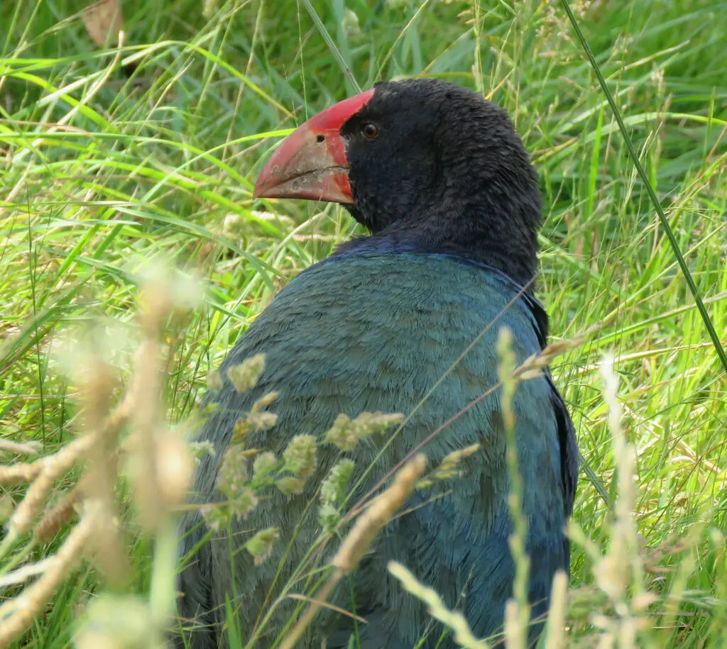南岛秧鸡（Porphyrio hochstetteri）