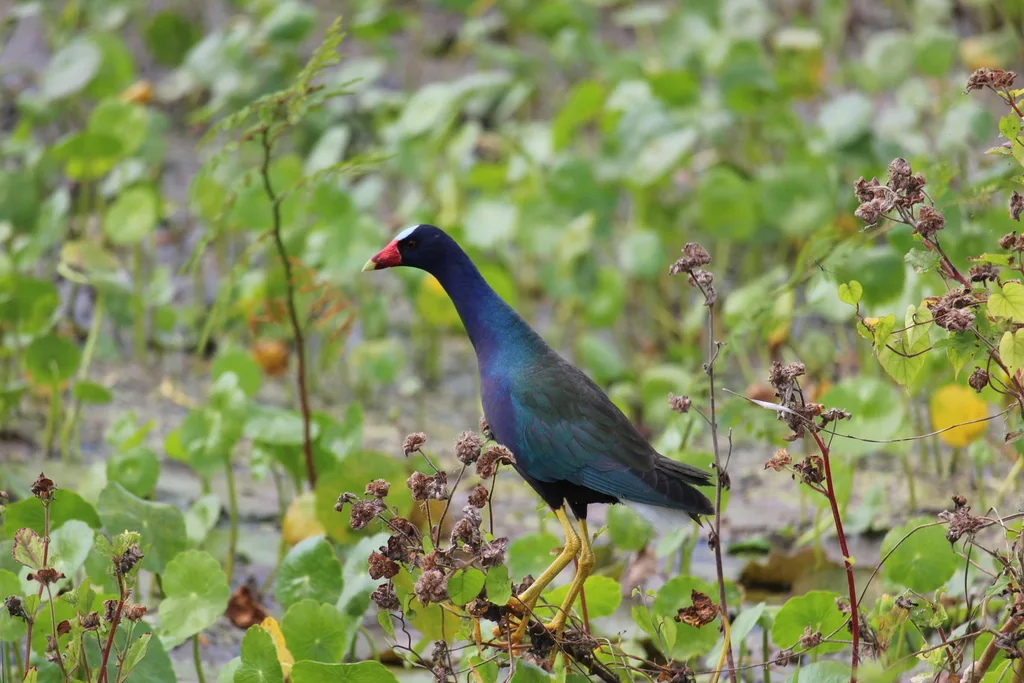 紫青水鸡（Porphyrio martinica）