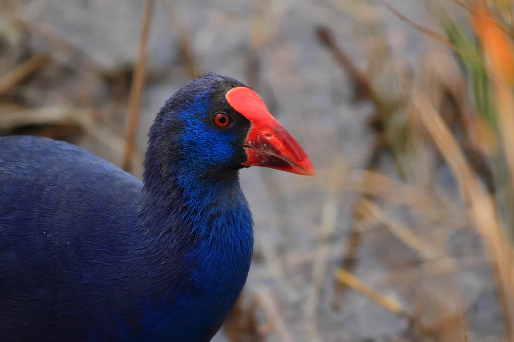 西紫水鸡（Porphyrio porphyrio）