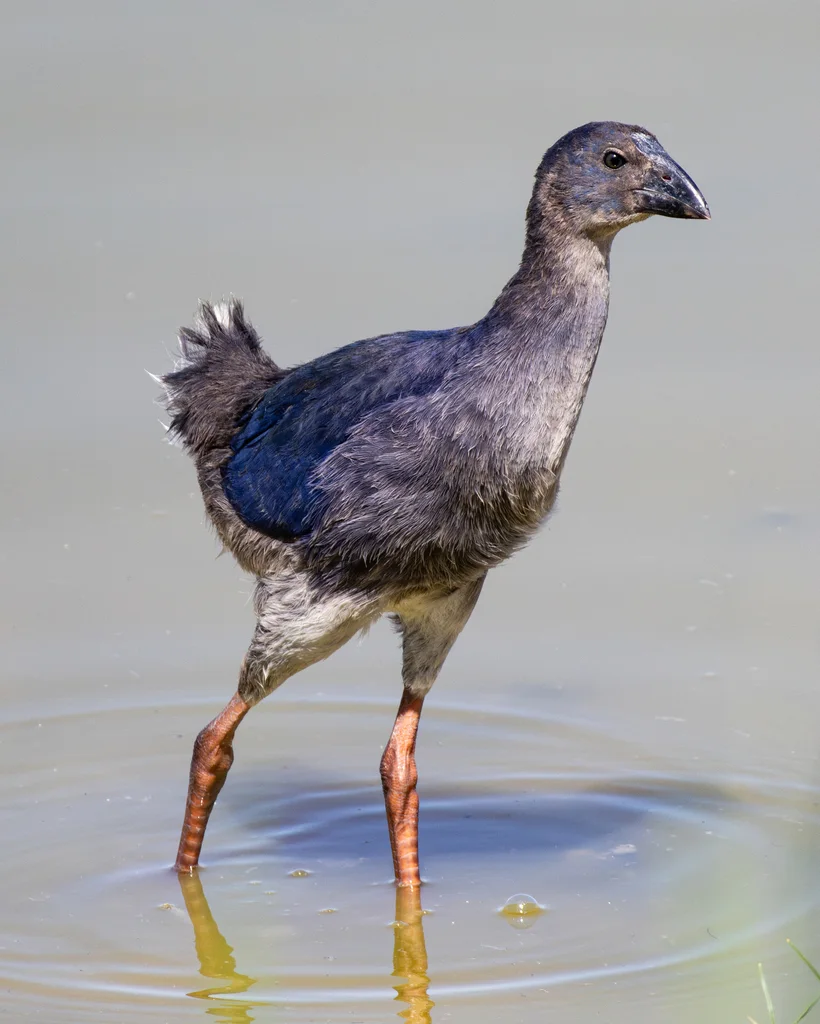 西紫水鸡（Porphyrio porphyrio）