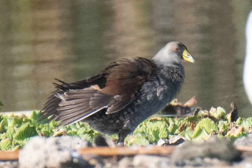 斑胁水鸡(Porphyriops melanops)