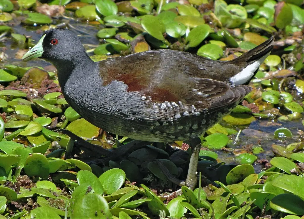 斑胁水鸡(Porphyriops melanops)
