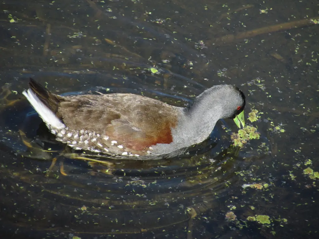 斑胁水鸡(Porphyriops melanops)