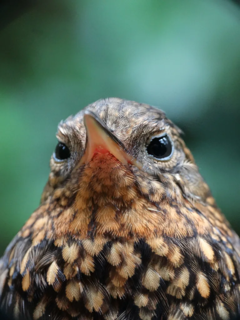 点斑尾雀(Premnoplex brunnescens)