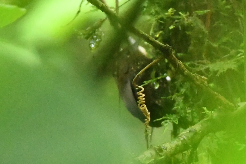 点斑尾雀(Premnoplex brunnescens)