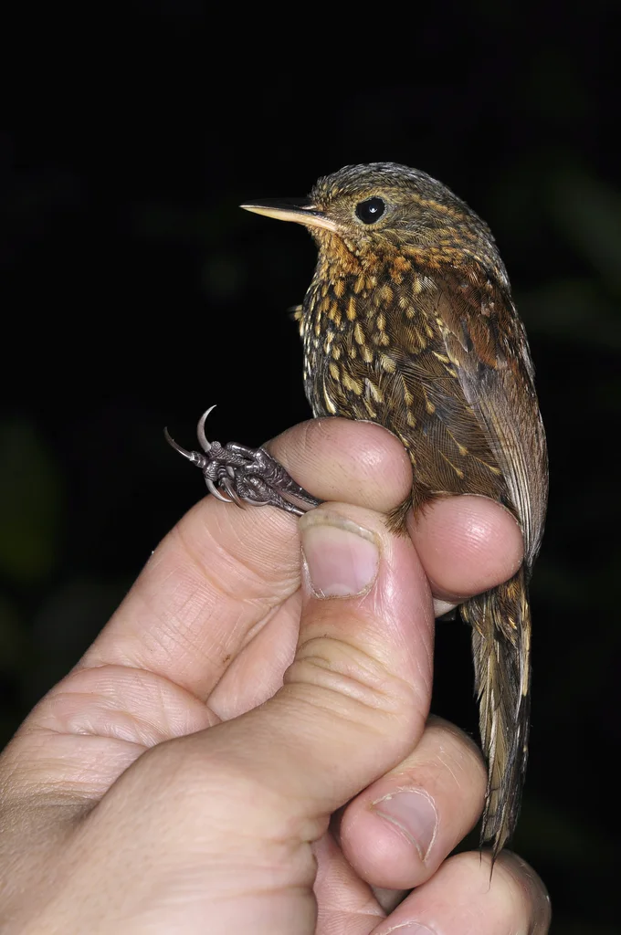 点斑尾雀(Premnoplex brunnescens)