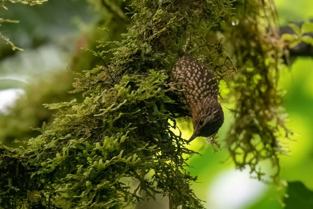 点斑尾雀(Premnoplex brunnescens)