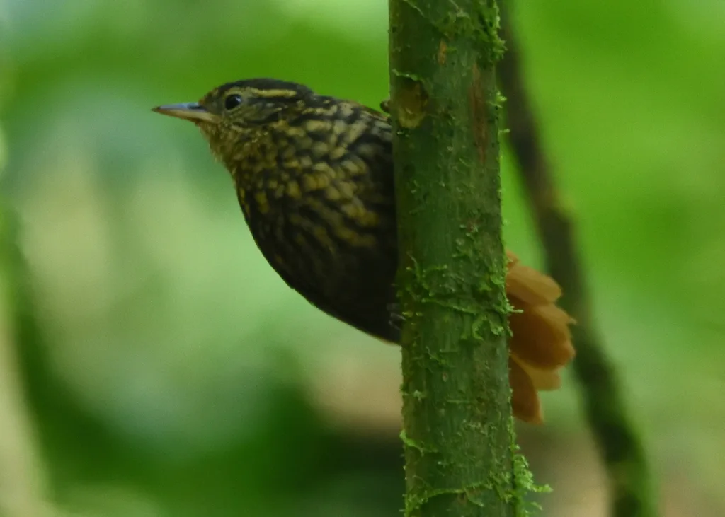锈翅斑尾雀（Premnornis guttuliger）