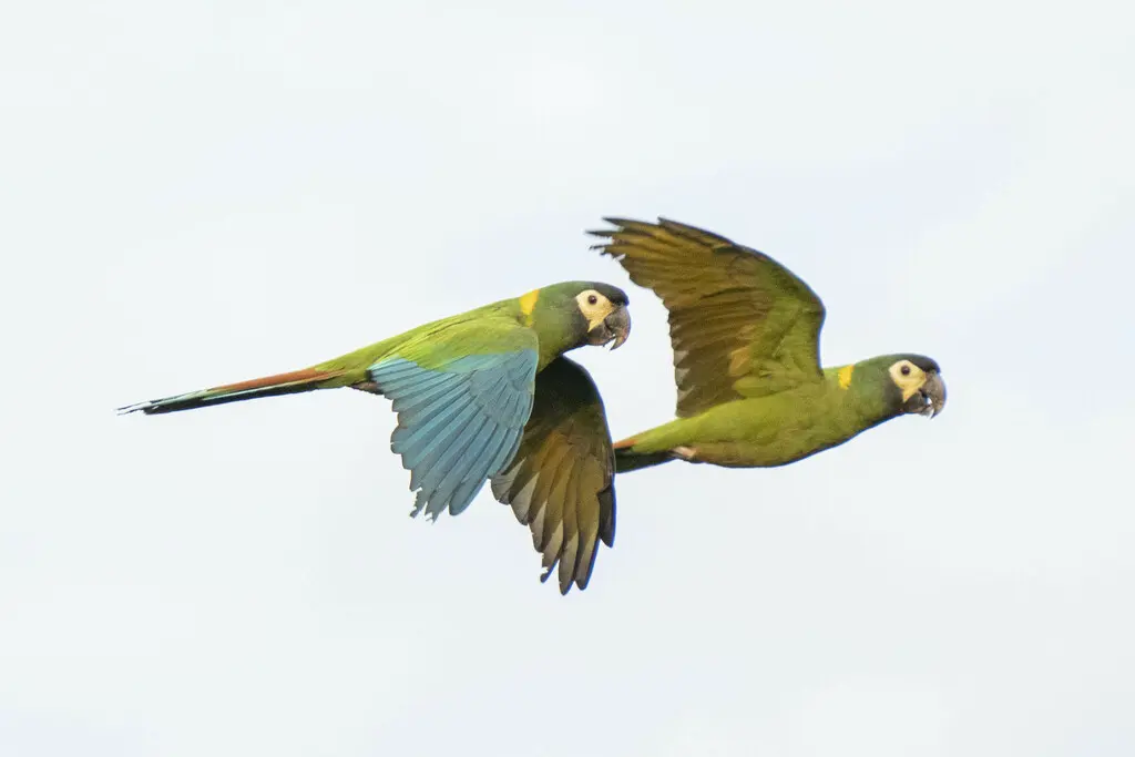 金领金刚鹦鹉(Primolius auricollis)
