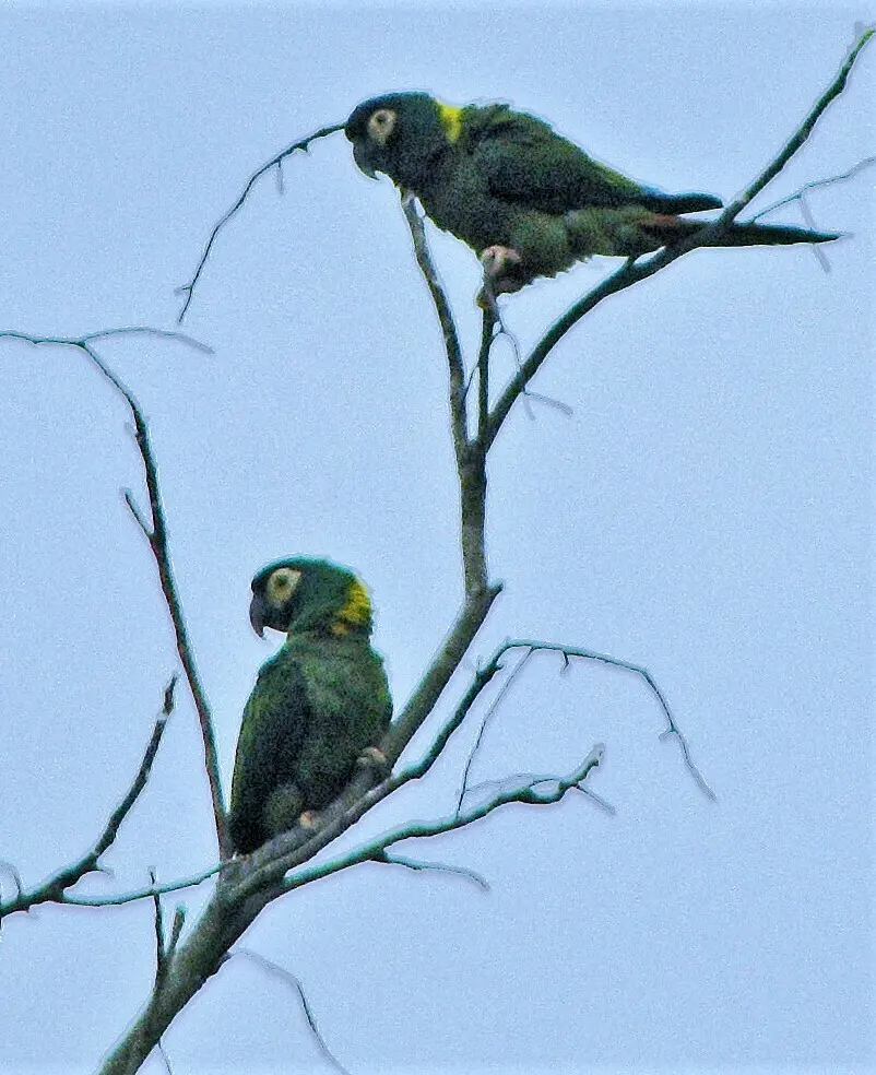 金领金刚鹦鹉(Primolius auricollis)